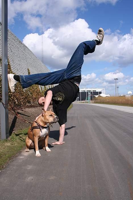 Amerikansk staffordshire terrier Nadia   *R.I.P.* - Hvem siger en Amstaff ikke kan være en rolig hund?? Gg billede 19