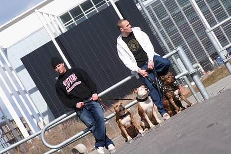 Amerikansk staffordshire terrier Nadia   *R.I.P.* - lækre LÆKRE vovser... :o) billede 20