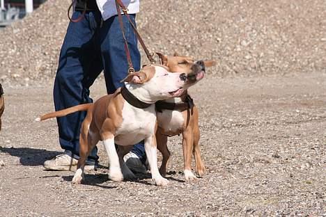 Amerikansk staffordshire terrier Anton - Anton vil frem i livet... Gs. billede 13