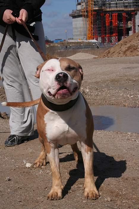 Amerikansk staffordshire terrier Anton - Anton har en idè om, at man lukker øjnene når man får taget billeder.. Gs. billede 14