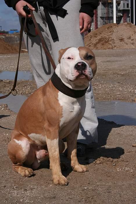 Amerikansk staffordshire terrier Anton - Okay... Jeg KAN da godt lige sidde stille et øjeblik. :o) billede 15