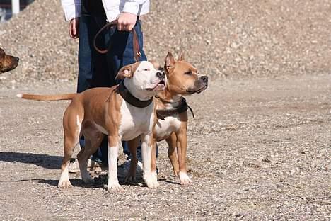 Amerikansk staffordshire terrier Anton - Anton: Næsten 11 måneder.  billede 16