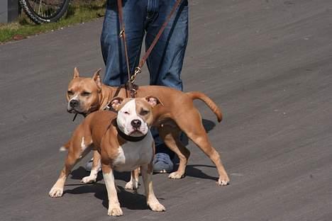 Amerikansk staffordshire terrier Anton - Han er da en flotte fyr, var... :o) billede 17