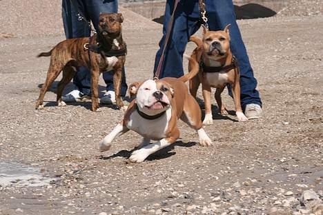 Amerikansk staffordshire terrier Anton - Flyvende læber... Gg. :o) billede 18