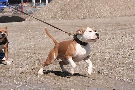 Amerikansk staffordshire terrier Anton - Dejlige dejlige dreng... :o) billede 19