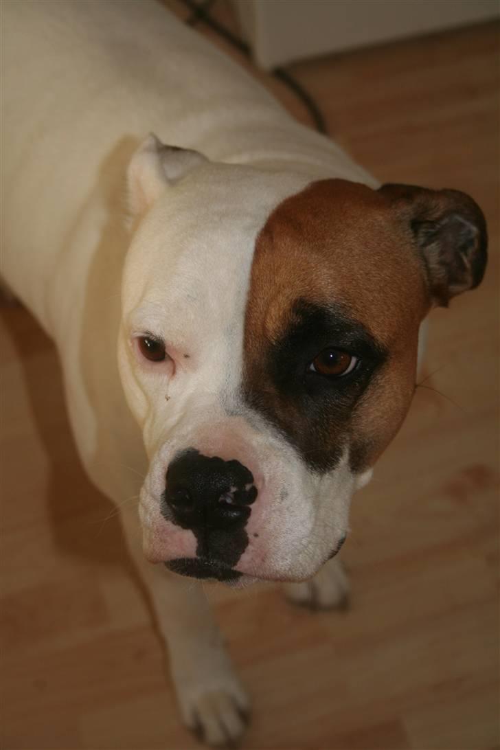 Amerikansk bulldog Iris - jun09 vores smukke iris... billede 1