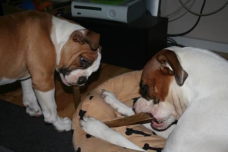 Amerikansk bulldog Iris - *jan07* multignaskning.. billede 2