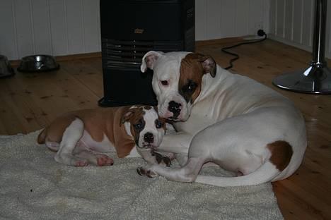 Amerikansk bulldog Iris - jan07. Iris med sin lillebror :o) billede 3