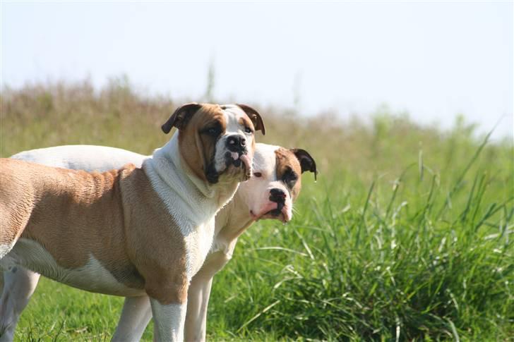 Amerikansk bulldog Iris - jun07* vores to smukke hunde på sydvestpynten... billede 4