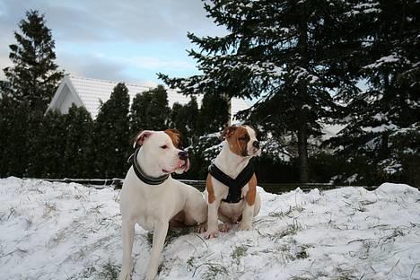 Amerikansk bulldog Iris - *jan07* Vores smukke hunde i kongelundsparken.. billede 5