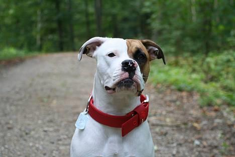 Amerikansk bulldog Iris - **Sep06** vores smukke pige i skoven med sit nye bullrot :) billede 6