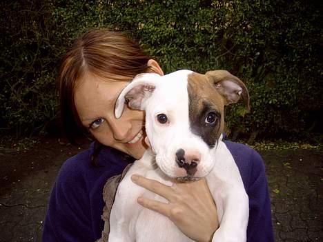 Amerikansk bulldog Iris - Iris og mor leger model :) billede 7