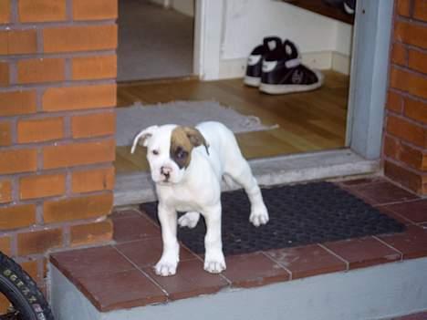 Amerikansk bulldog Iris - 1. dag hos min nye mor og far sonderer lige terrænget... billede 8