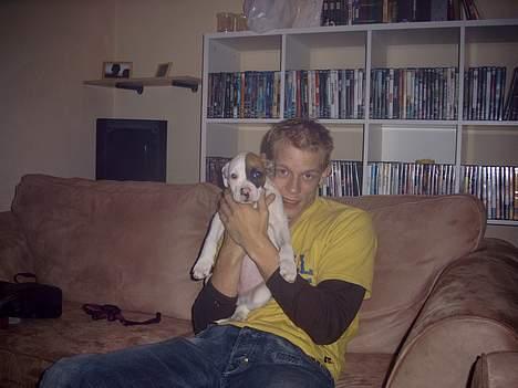 Amerikansk bulldog Iris - er hun ikke dejlig vore lille prinsesse ?? billede 9