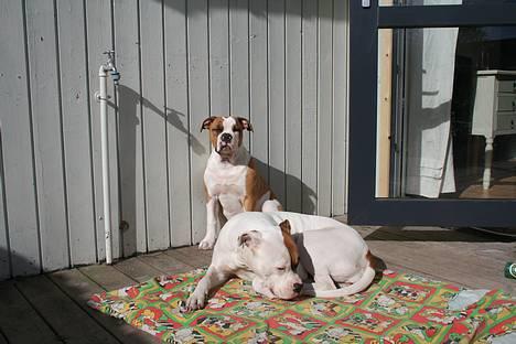 Amerikansk bulldog Iris - april07. dejligt med det gode vejr så man bare kan ligge ude i solen.. billede 10