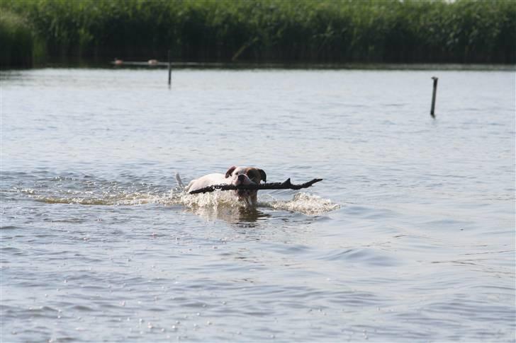 Amerikansk bulldog Iris - jun07* elsker vandet og specielt i den her hede :o) billede 11