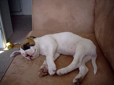 Amerikansk bulldog Iris - Første dag hjemme godt træt af de mange nye indtryk :) billede 12