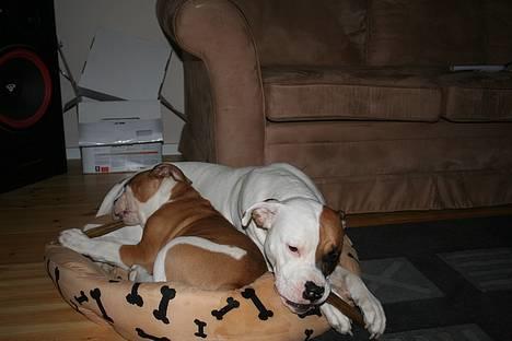 Amerikansk bulldog Iris - *jan07* Boris er der altid plads til.. billede 13