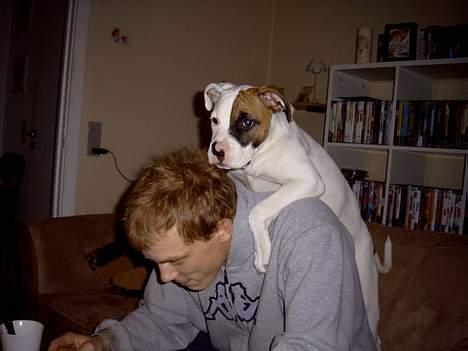 Amerikansk bulldog Iris - elsker at stå og se fjersyn på fars ryg :) billede 14