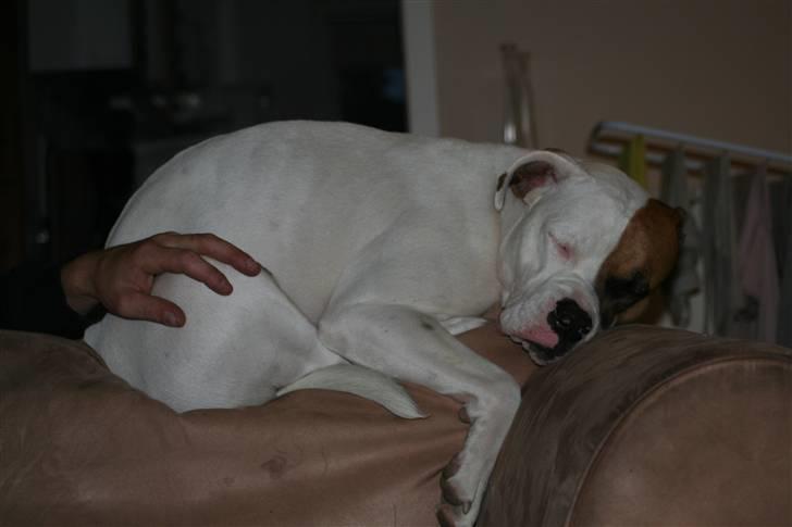 Amerikansk bulldog Iris - feb08* Vores lille mus... billede 15