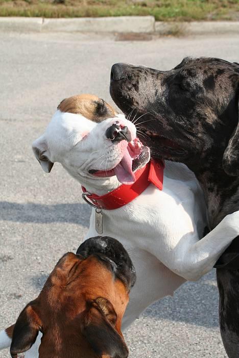 Amerikansk bulldog Iris - **Sep06** Iris, aaron og battie :) billede 16