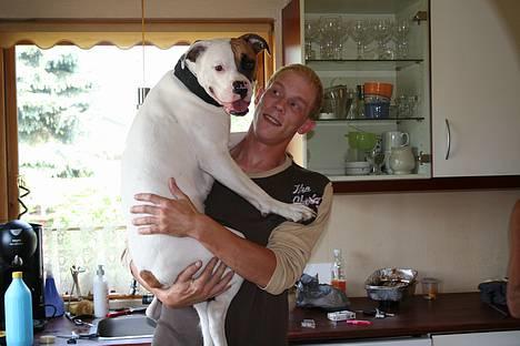 Amerikansk bulldog Iris - **d. 23/7** har altid elsket at blive båret, og bliver i hvertfald aldrig for stor til det :) billede 18