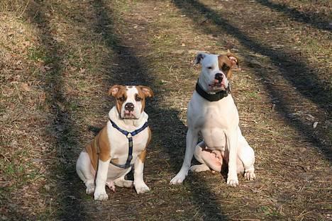 Amerikansk bulldog Iris - marts07. vores smukke hunde i kongelundsskoven... billede 19