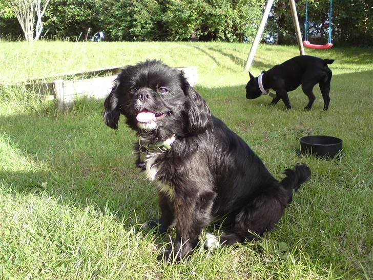 Blanding af racer "Simba" - "Hej alle sammen, jeg hedder Simba" billede 1