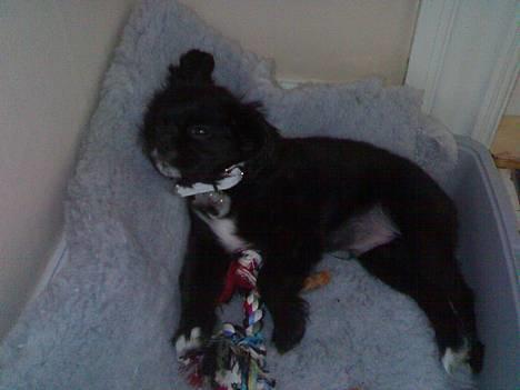 Blanding af racer "Simba" - "Åh troede jeg kunne få lidt fred ude i gangen" billede 2