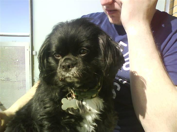 Blanding af racer "Simba" billede 3