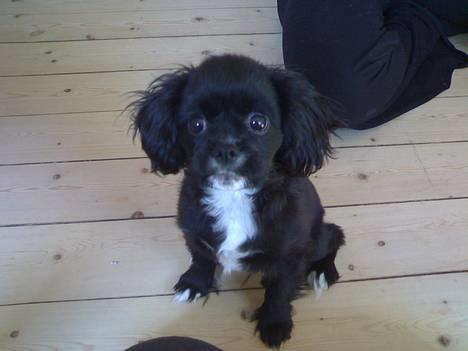 Blanding af racer "Simba" - "Må jeg ikke nok komme med?" billede 4