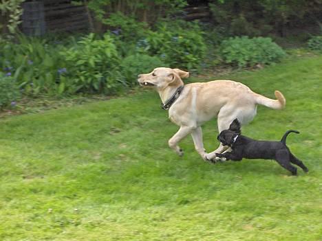 Blanding af racer "Simba" - "MOD DET UENDELIGE, UNIVEEERS!!" billede 5