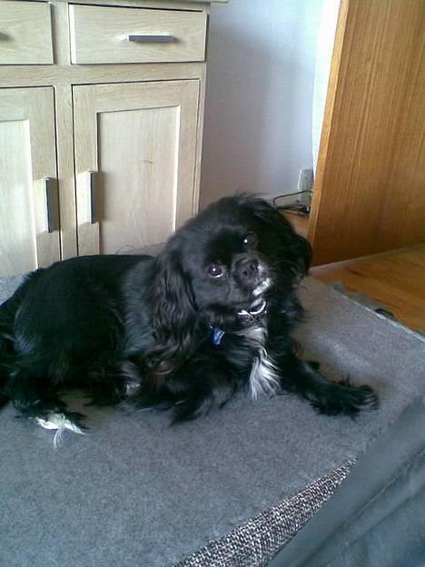 Blanding af racer "Simba" - "HJælper lige min moe med at sætte ben på puffen" billede 6