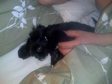 Blanding af racer "Simba" billede 7