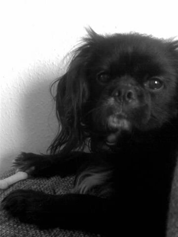 Blanding af racer "Simba" billede 8