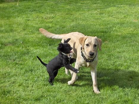 Blanding af racer "Simba" - "NU HAR JEG DIG PADDY!" billede 9