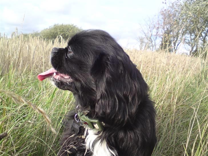 Blanding af racer "Simba" billede 10