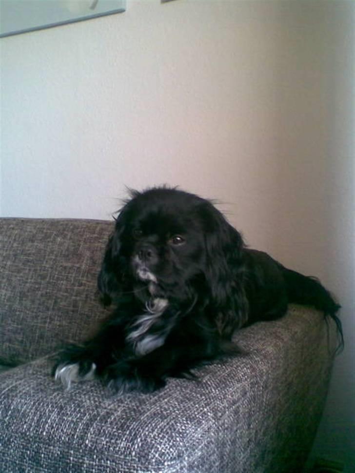 Blanding af racer "Simba" billede 11