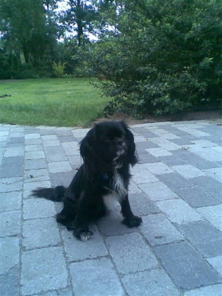 Blanding af racer "Simba" billede 12