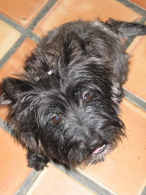 Cairn terrier Sylvester - sylvester. billede 9