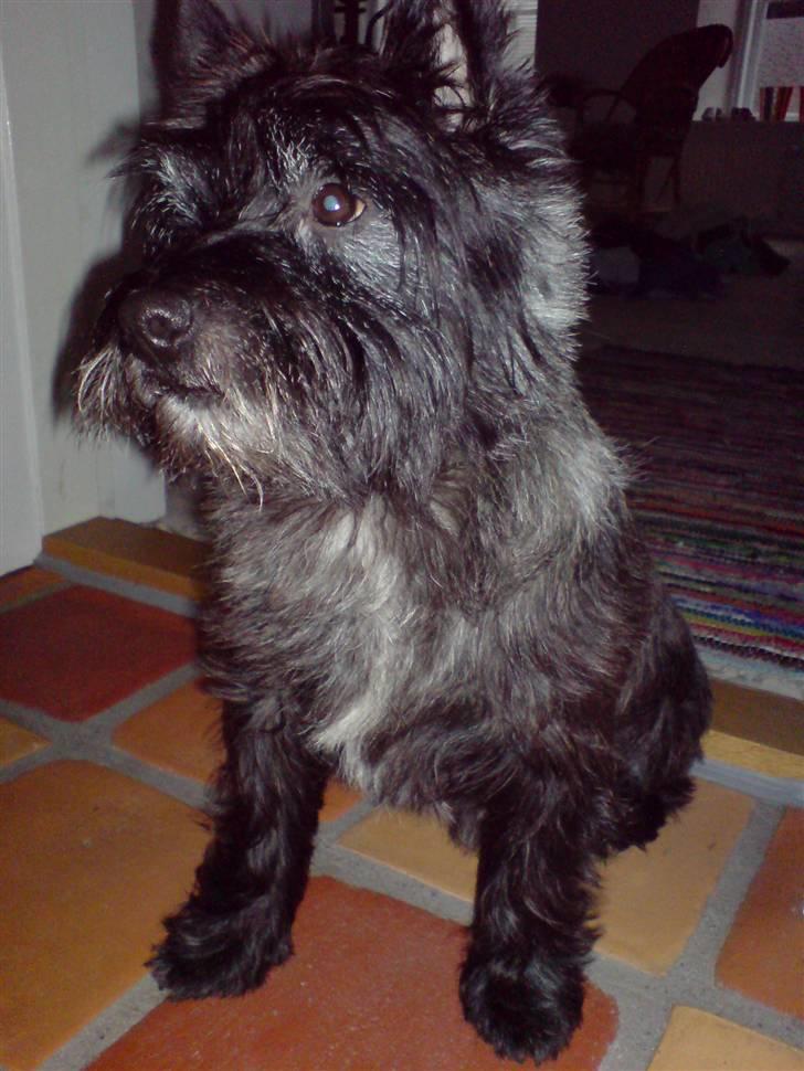 Cairn terrier Sylvester billede 10