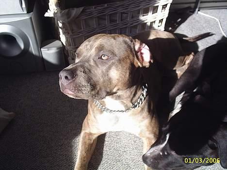 Amerikansk staffordshire terrier #Tira#R.I.P billede 11
