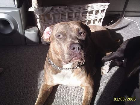 Amerikansk staffordshire terrier #Tira#R.I.P billede 12