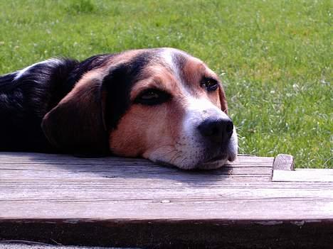 Blanding af racer Basse :] the lover dog.  - Nogle år siden, den gang han havde lidt farve..  billede 1