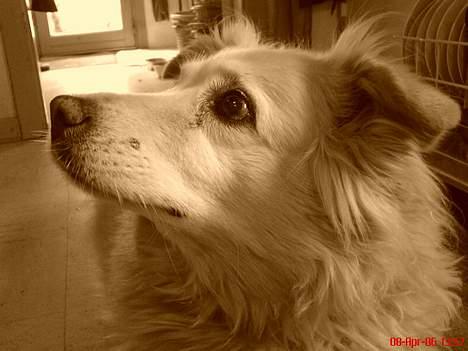 Blanding af racer Luna R.I.P 15/6.06 <3<3  billede 7