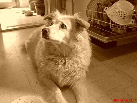 Blanding af racer Luna R.I.P 15/6.06 <3<3  billede 8