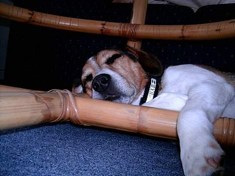 Blanding af racer Basse :] the lover dog.  - I sommerhus, han valgte så at sove under et bord.. tja?  billede 2