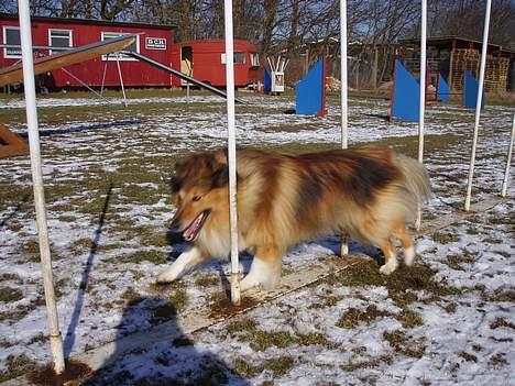 Shetland sheepdog Simba - ´´Slalom´´ Baby ´´Slalom´´ billede 13