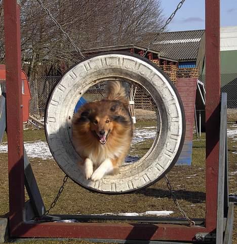 Shetland sheepdog Simba - ´´Hop´´ Mig i action :) billede 14
