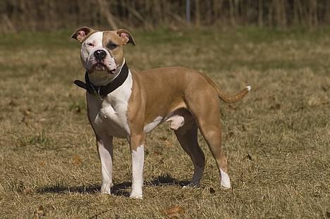 Amerikansk staffordshire terrier Anton - *Nyt* Tosafoto April 2006. Anton 11 Måneder. billede 20